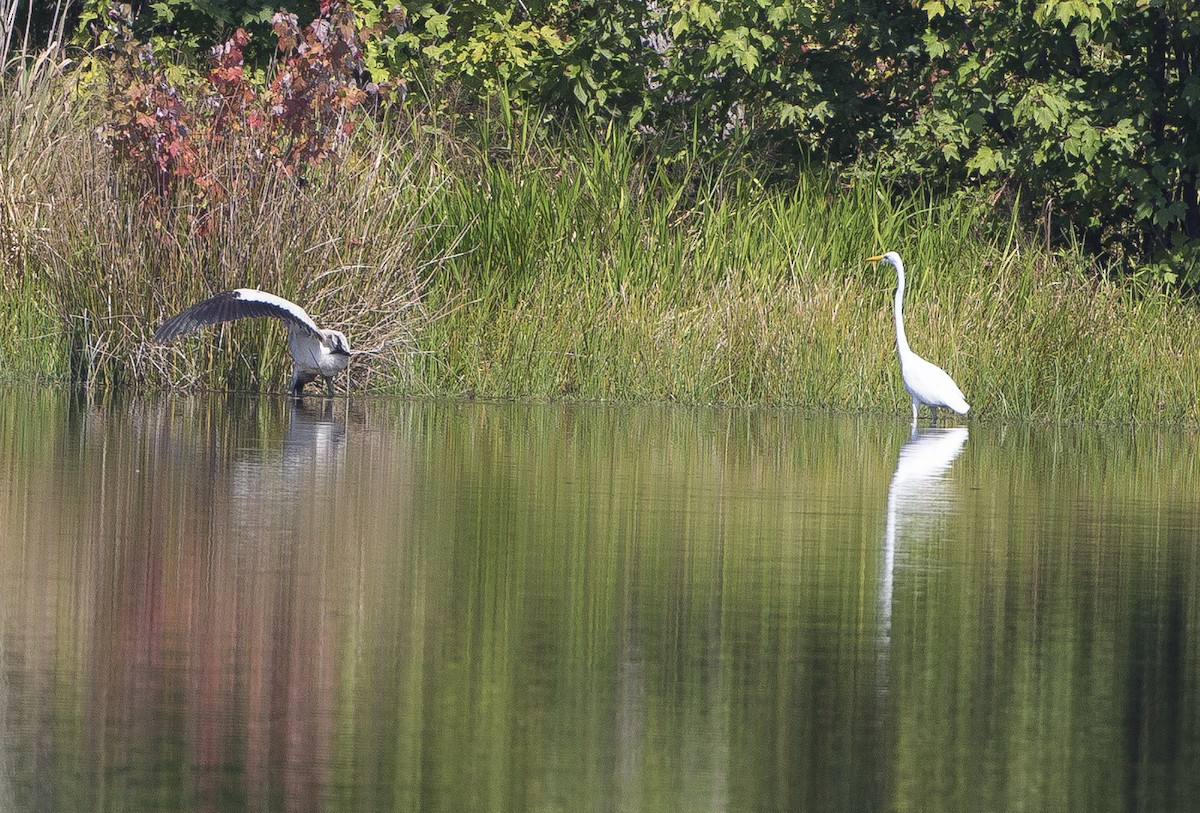 Wood Stork - Jim Gilreath