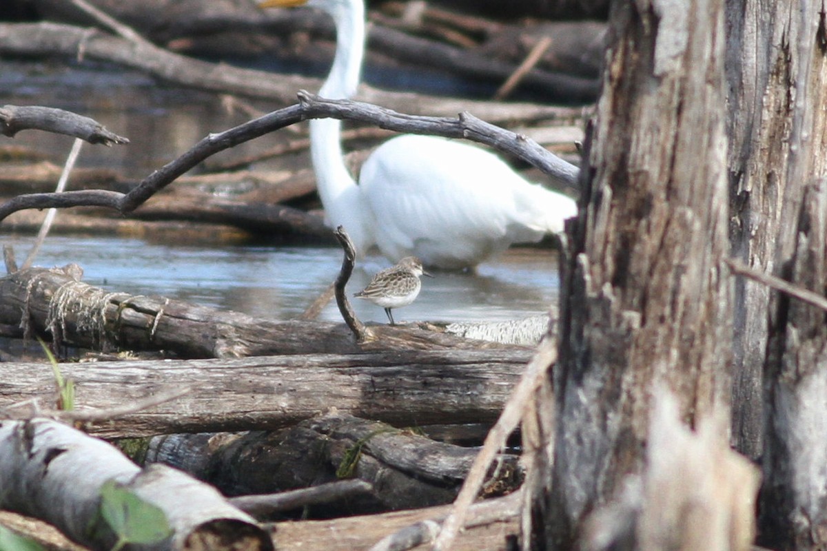 Semipalmated Sandpiper - ML69541471