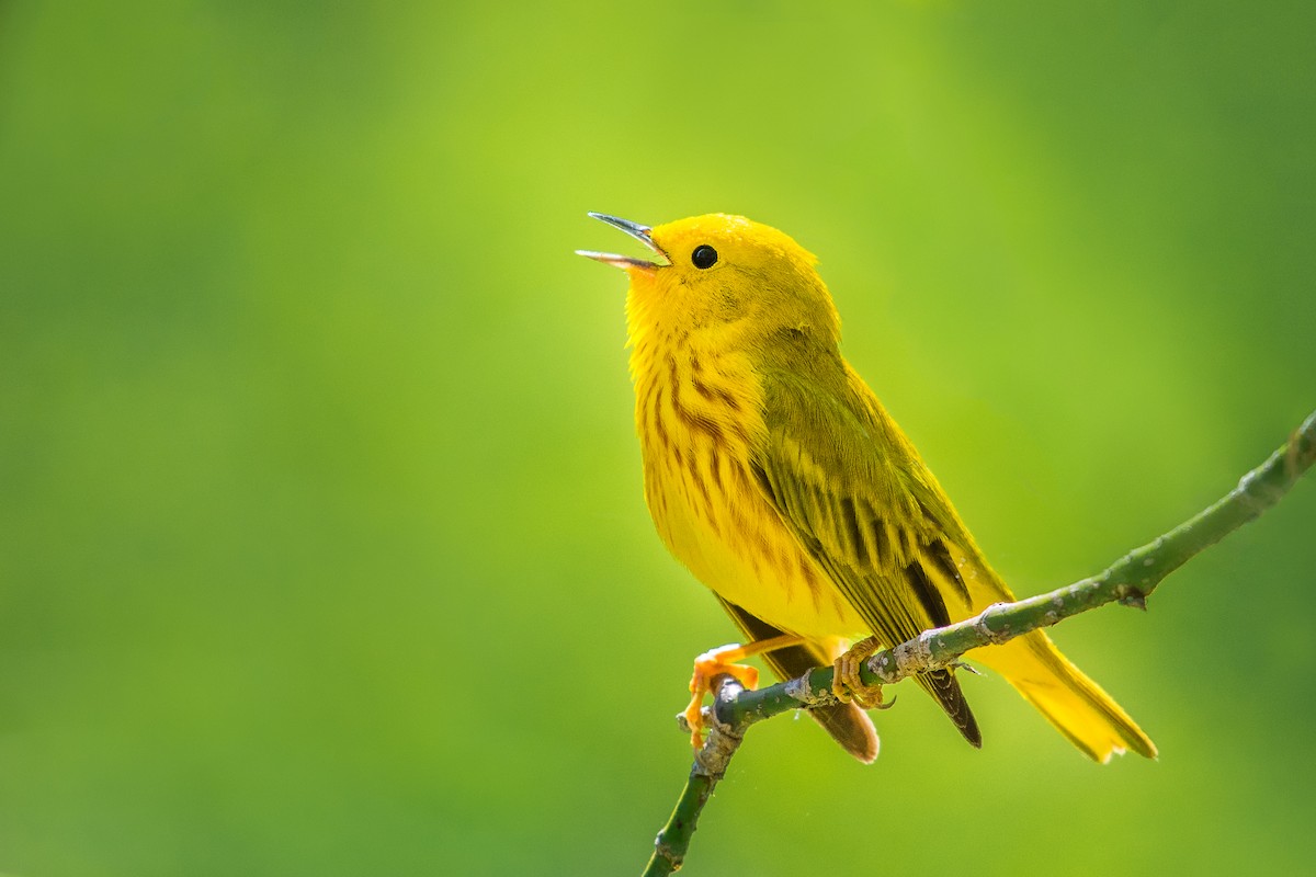 Yellow Warbler - ML69541491