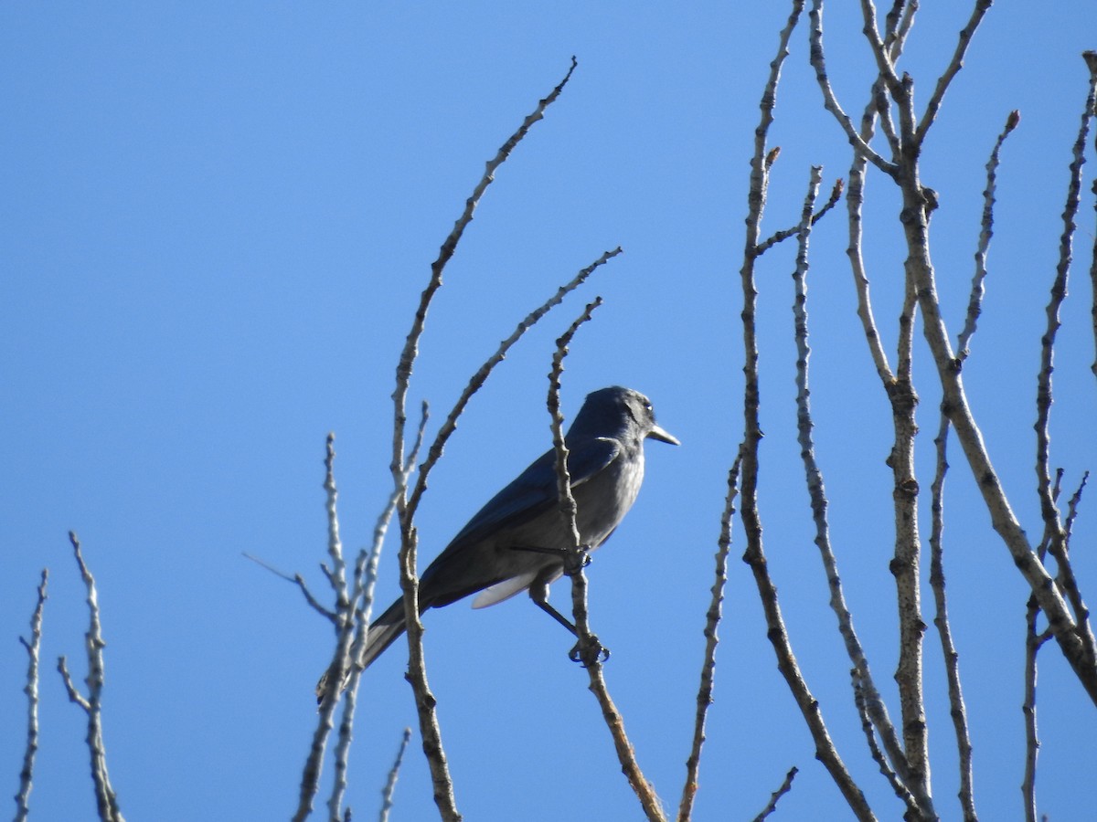 Woodhouse's Scrub-Jay - ML69542351