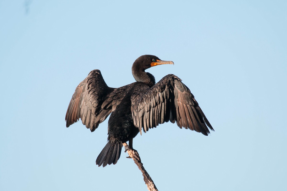 Double-crested Cormorant - ML69542451