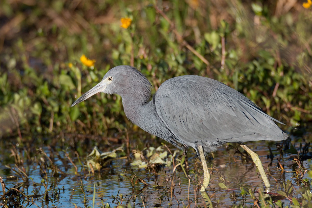 Little Blue Heron - ML69542571