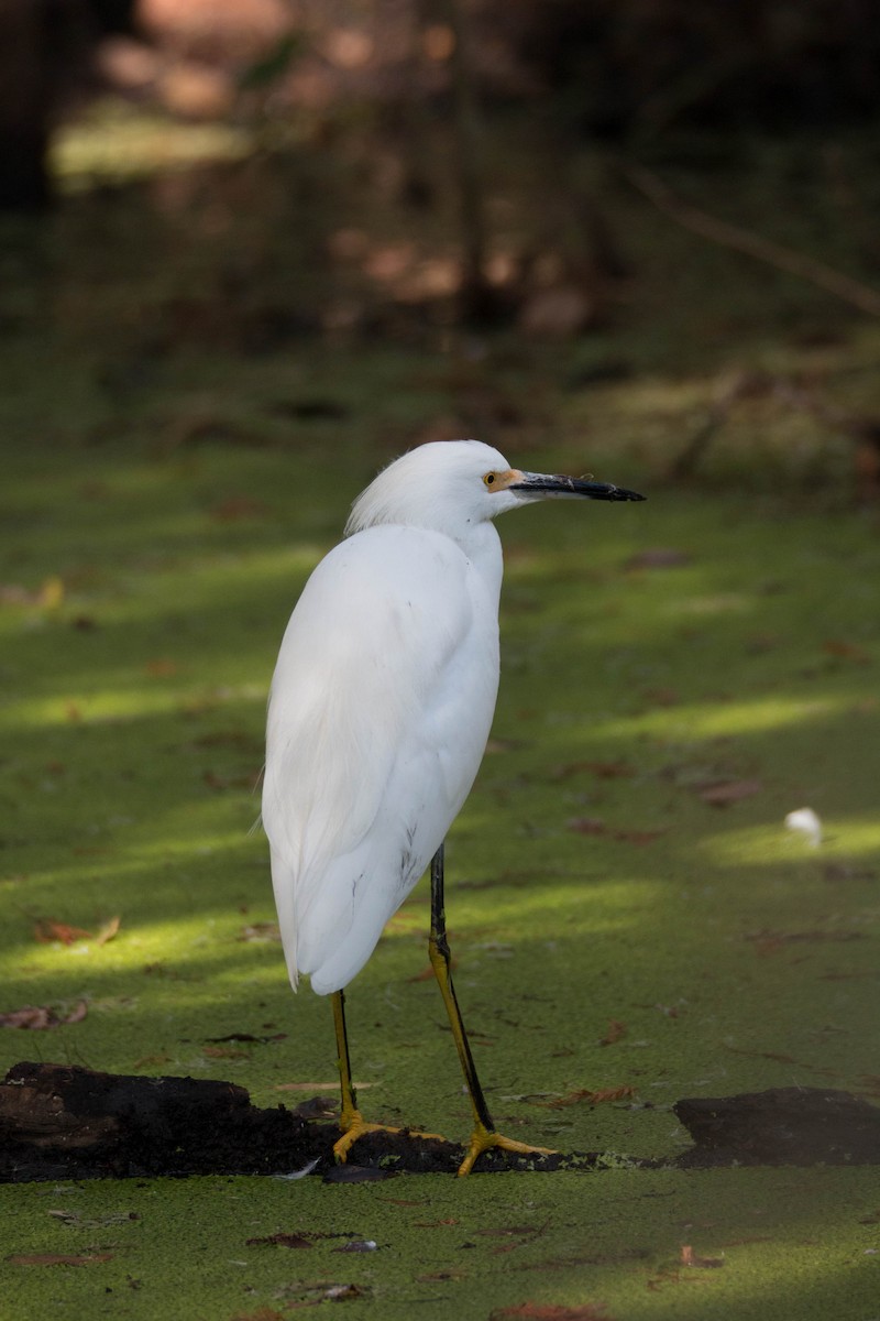 Snowy Egret - ML69542581