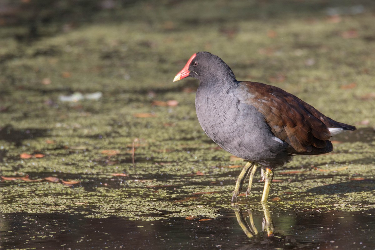 Common Gallinule - ML69542671