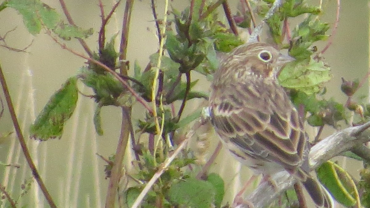 Vesper Sparrow - ML69545261