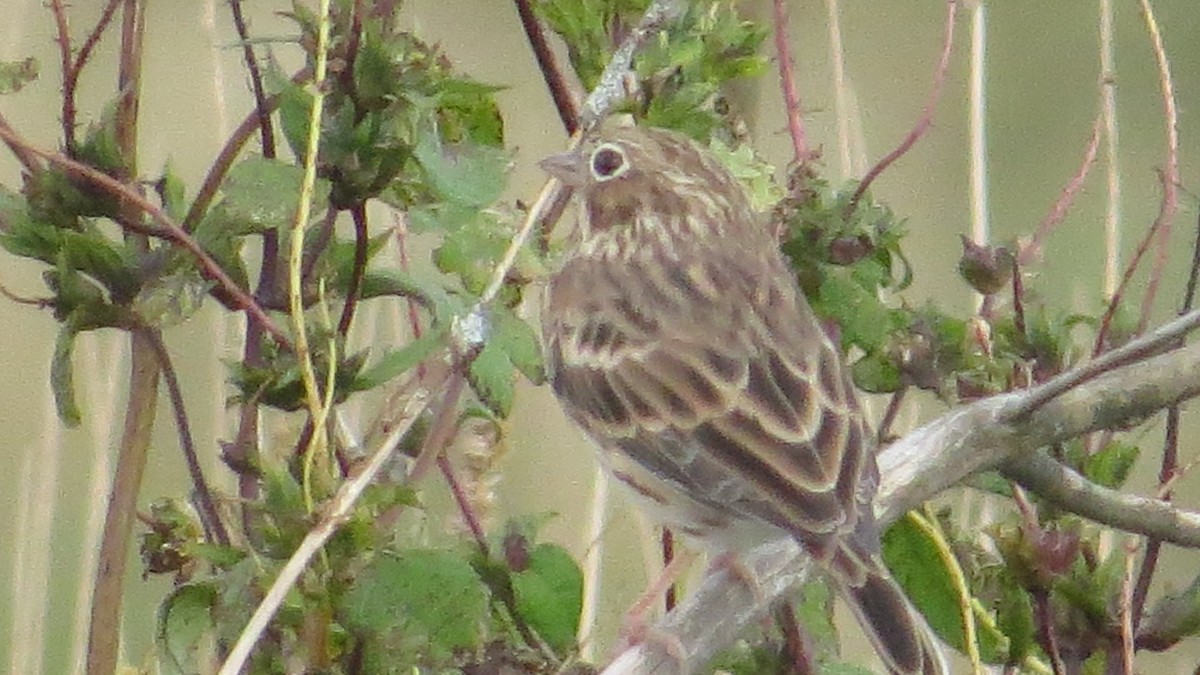 Vesper Sparrow - ML69545331