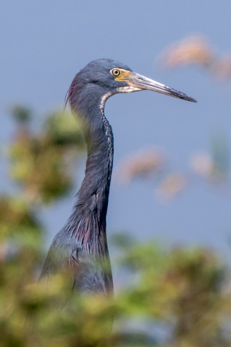 Little Blue x Tricolored Heron (hybrid) - ML69545441