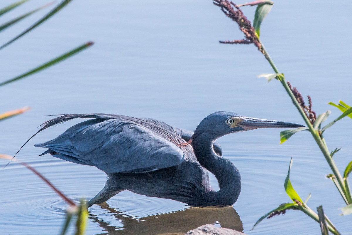 Little Blue x Tricolored Heron (hybrid) - ML69545461