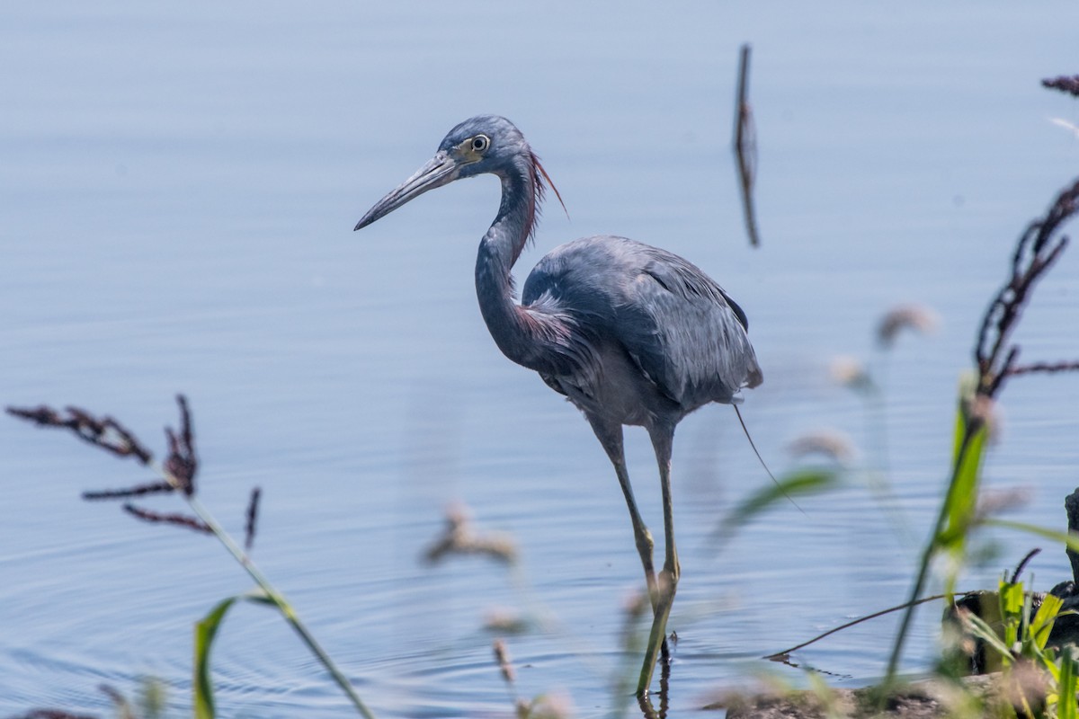 Little Blue x Tricolored Heron (hybrid) - ML69545481