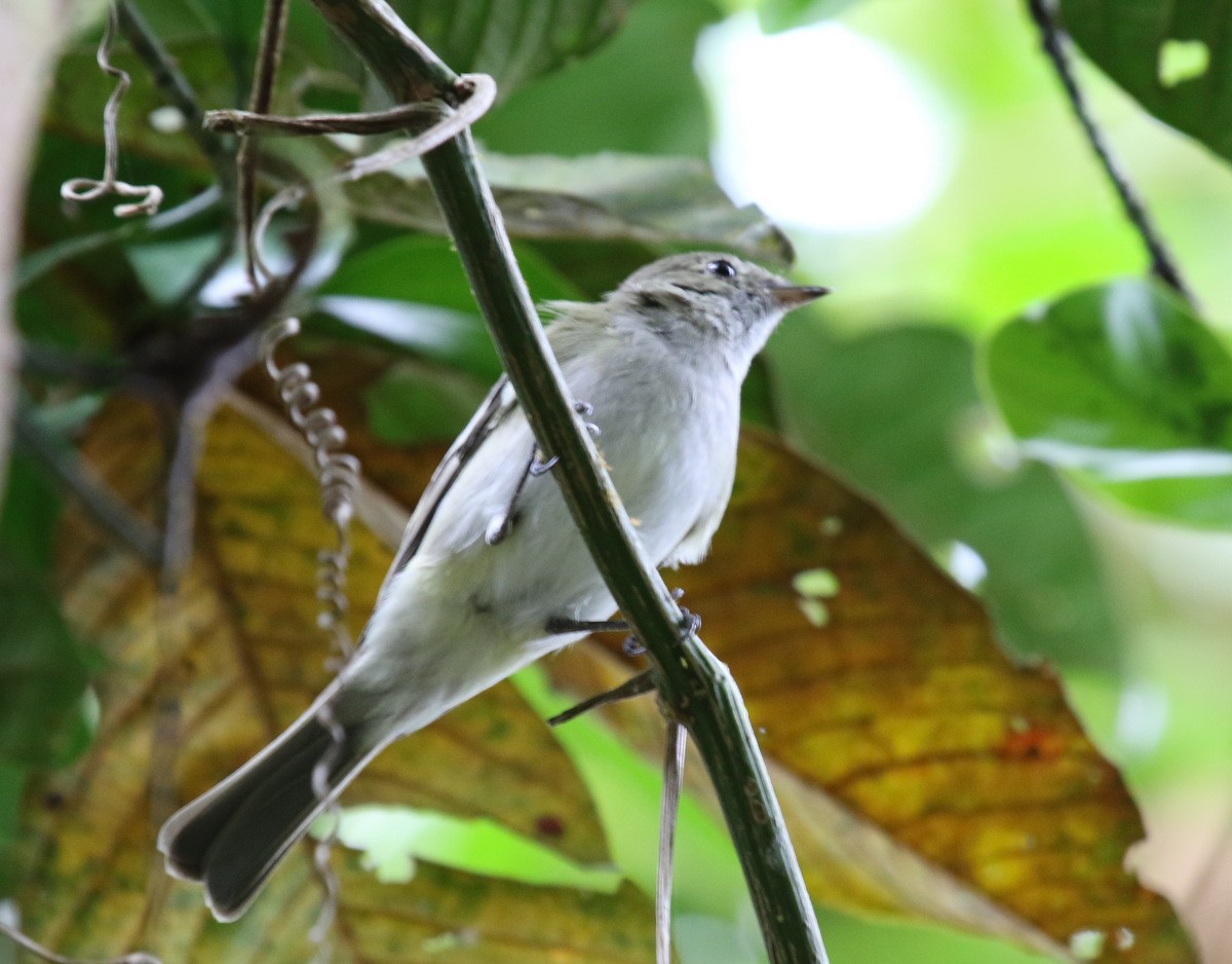 Small-billed Elaenia - ML69545761