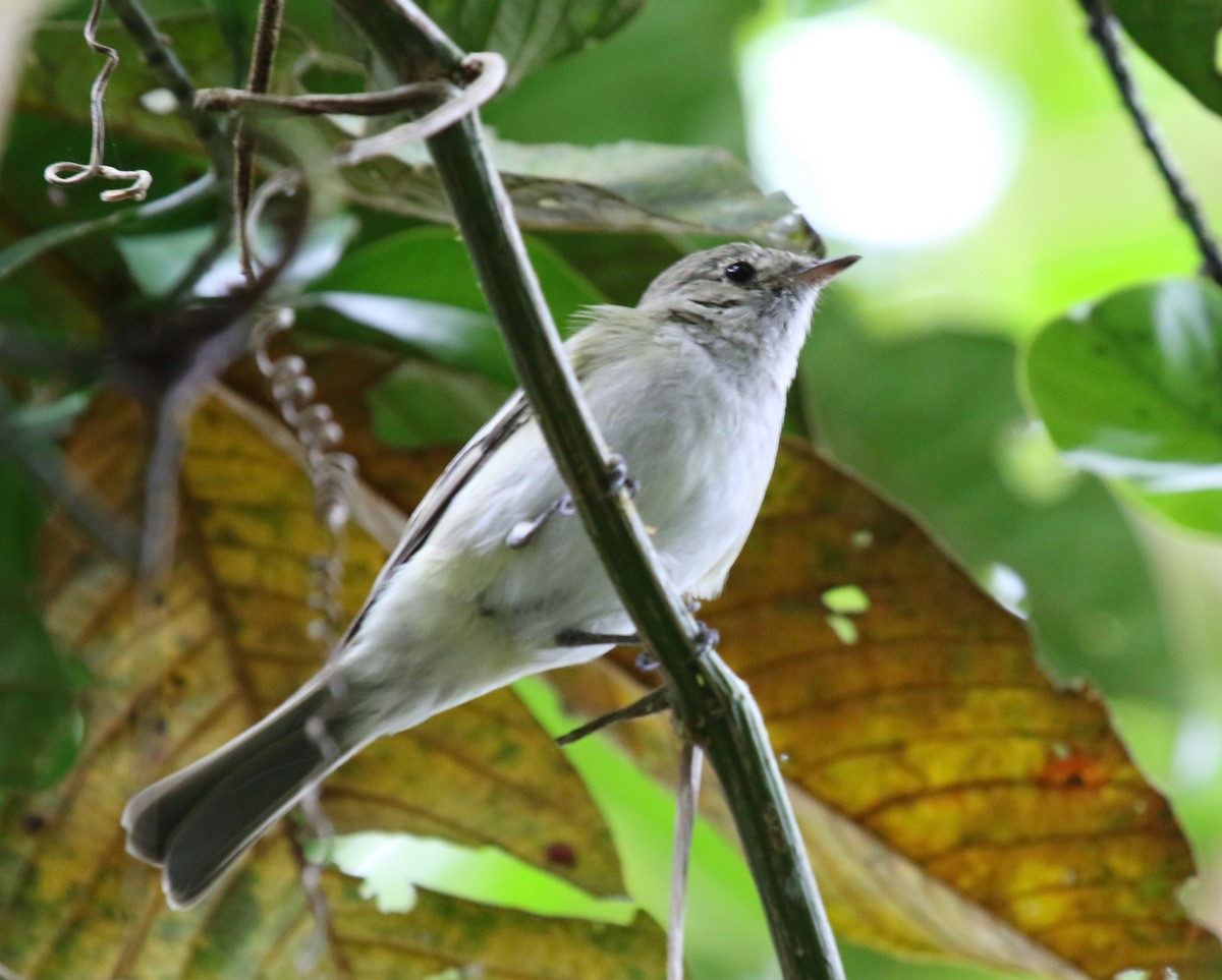 Small-billed Elaenia - ML69545781