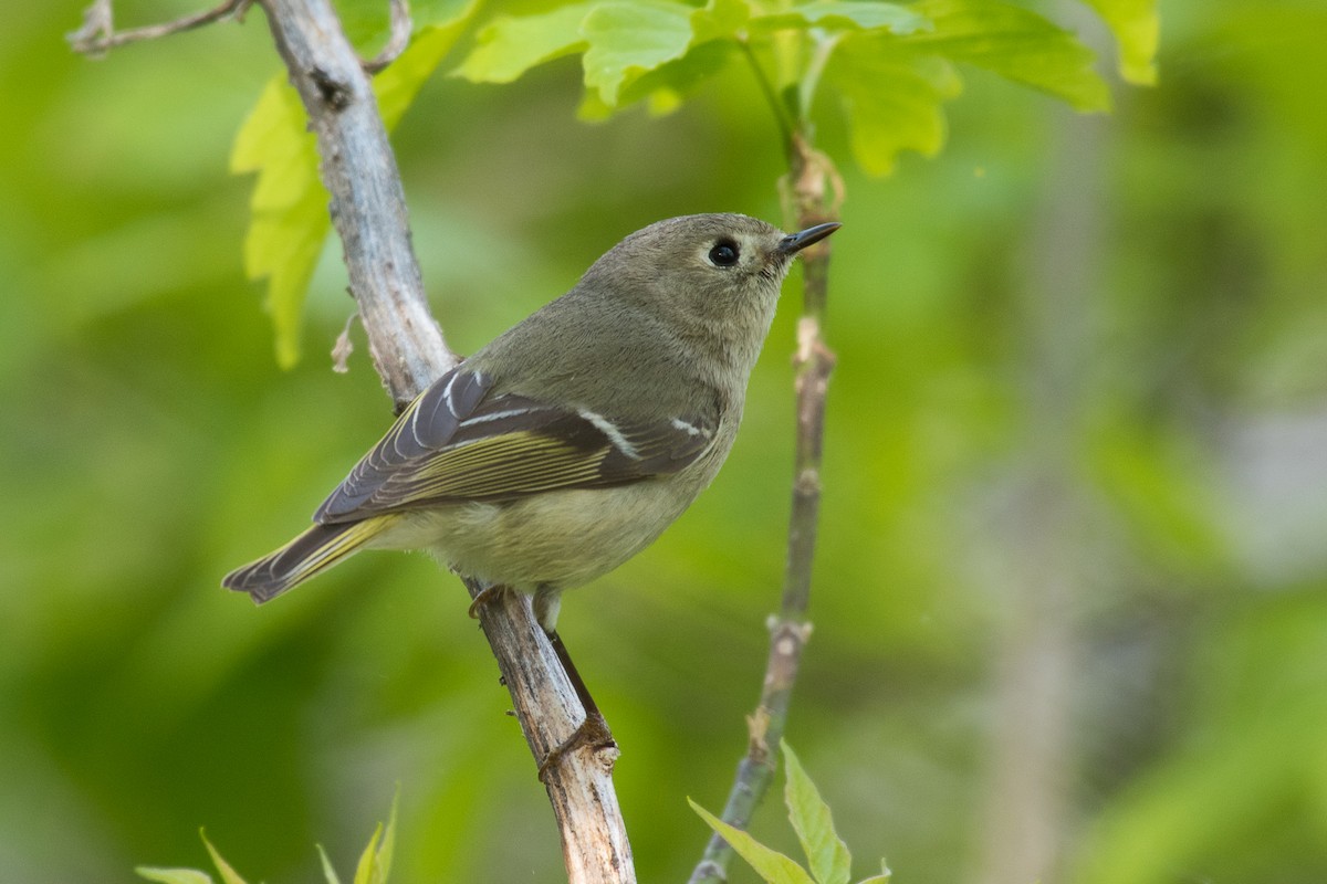 Ruby-crowned Kinglet - ML69546071