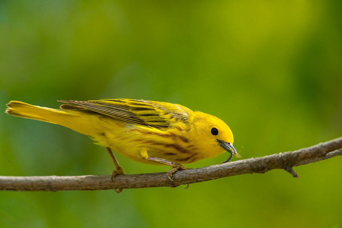 Yellow Warbler - ML69546211