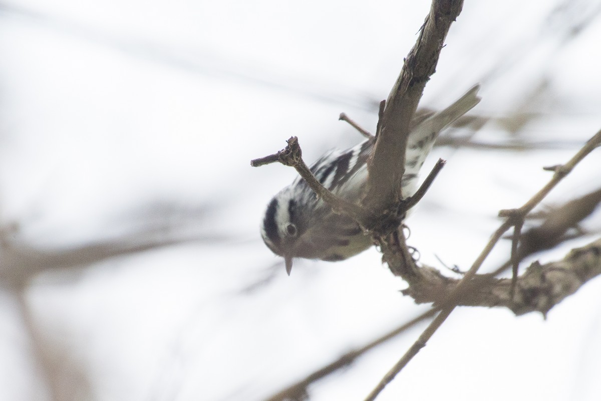 Black-and-white Warbler - ML69546251