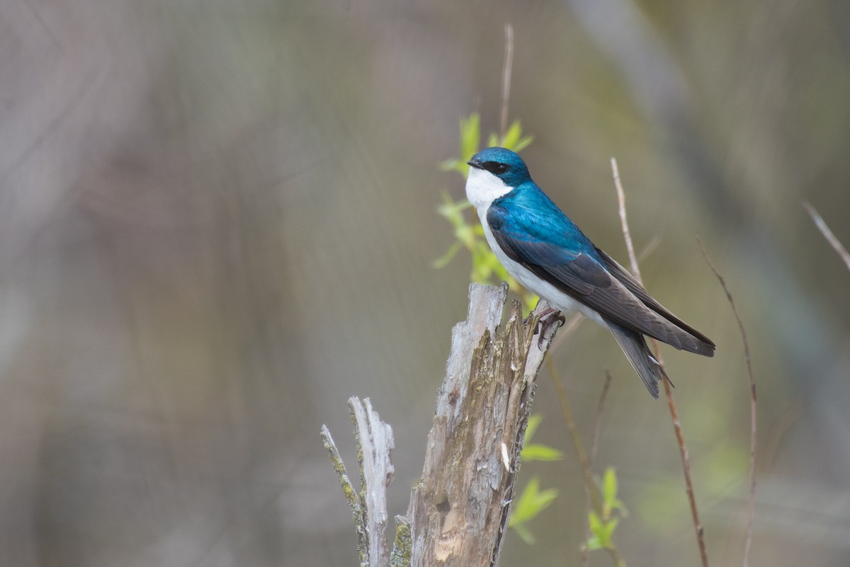 Tree Swallow - ML69546351