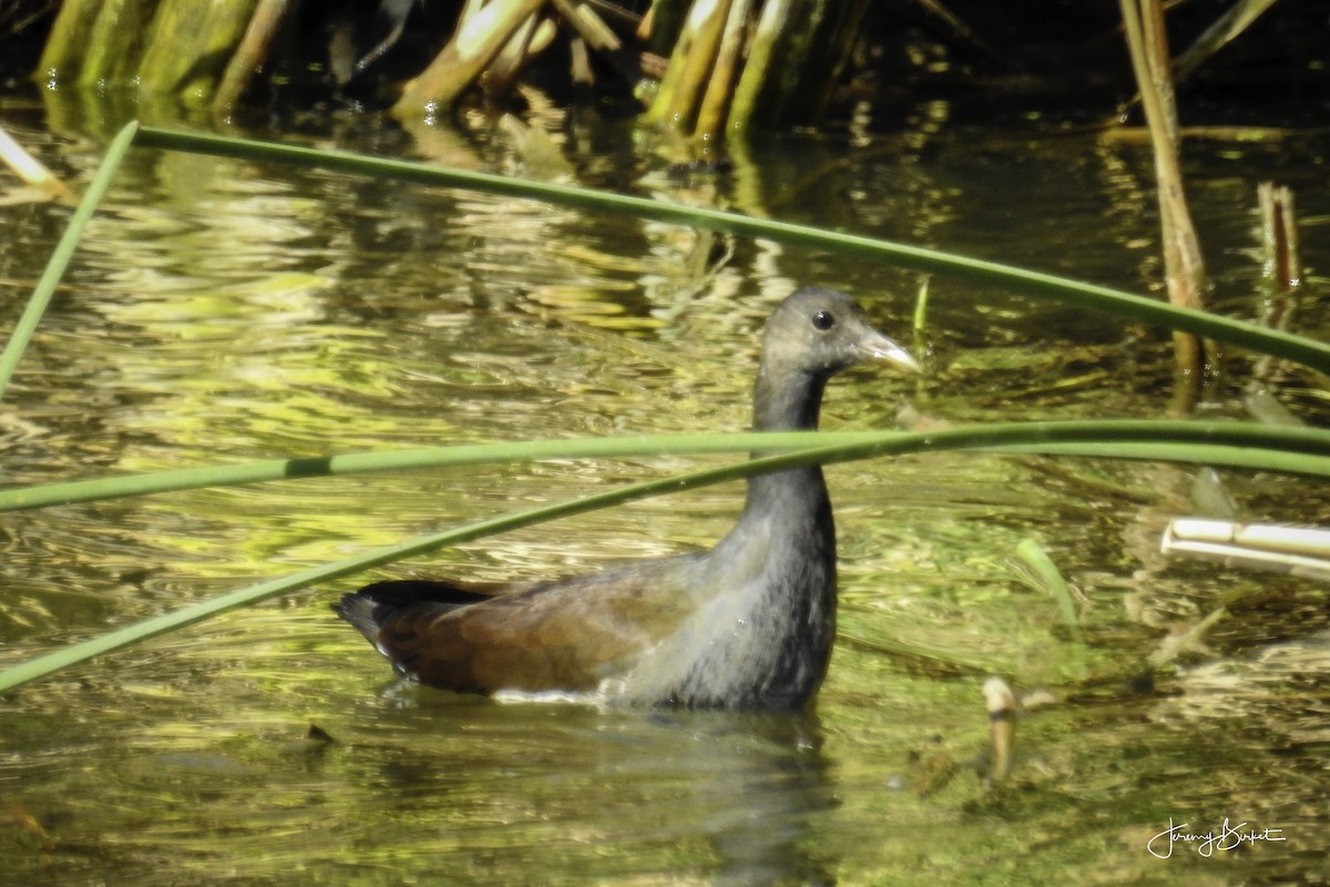 Common Gallinule - ML69546541