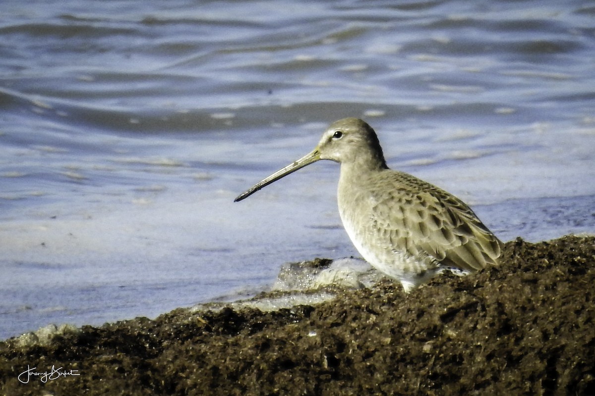 Short-billed Dowitcher - ML69546571