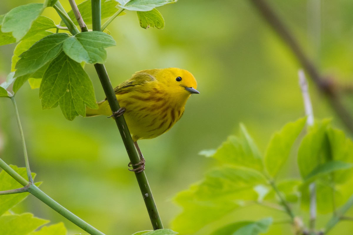 Yellow Warbler - ML69546641