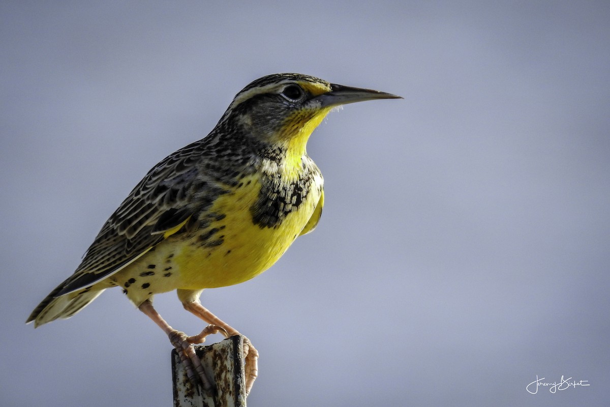 Western Meadowlark - ML69546771