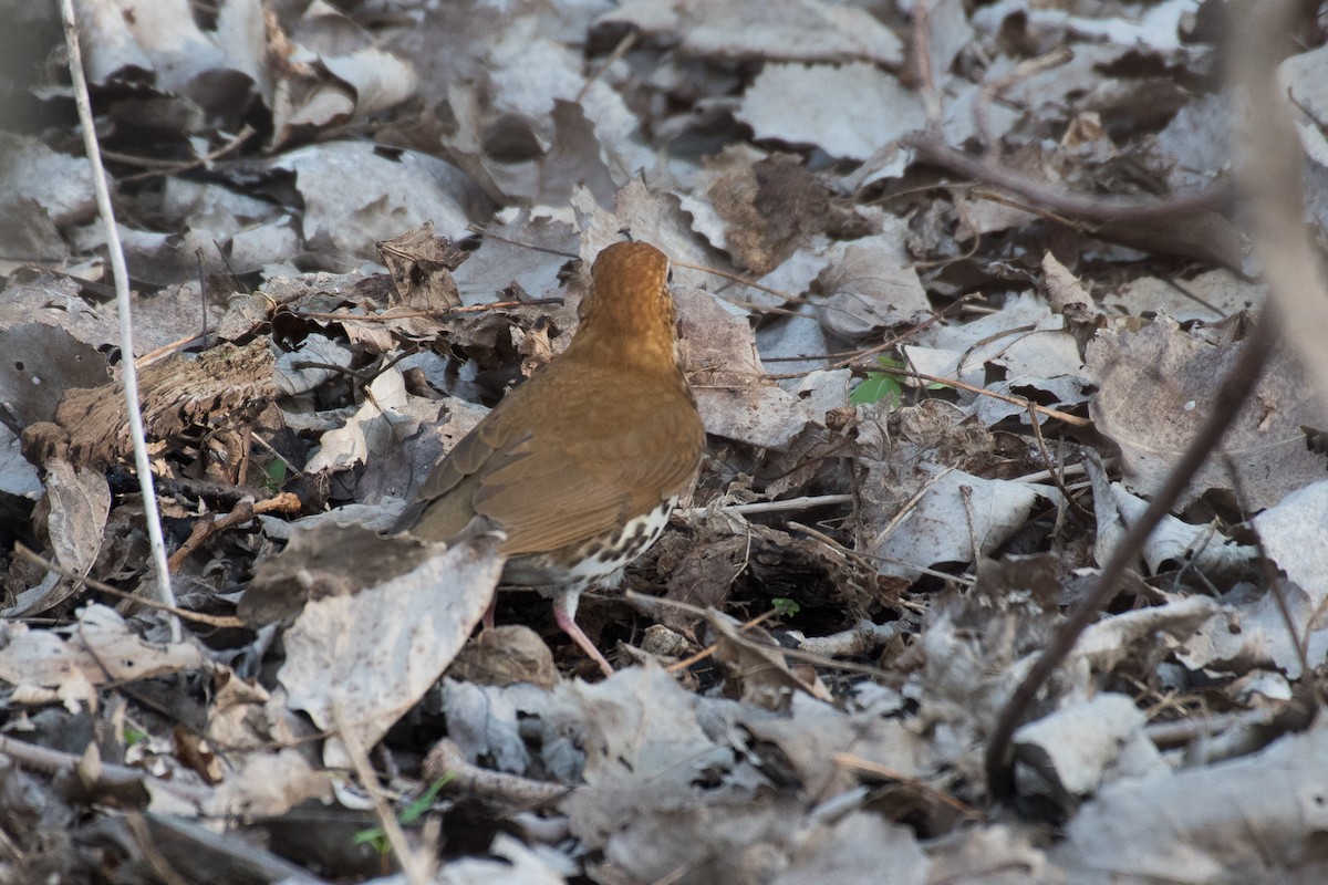 Wood Thrush - ML69546981