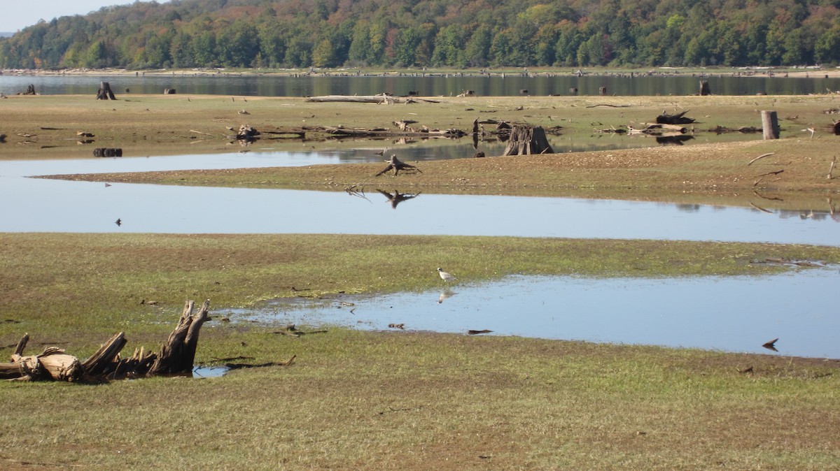 Black-bellied Plover - ML69547061