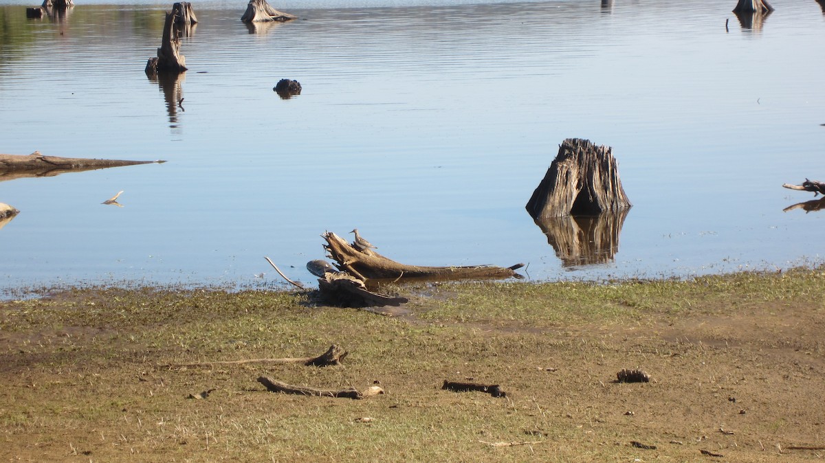 Pectoral Sandpiper - ML69547111