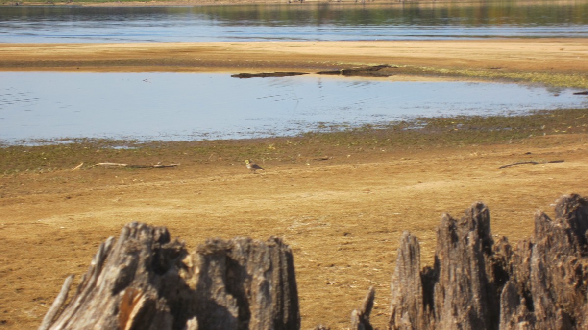 Horned Lark - ML69547311