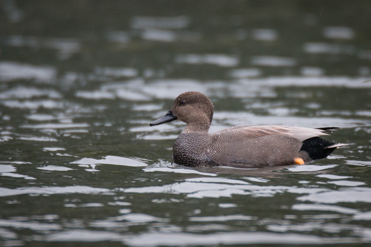 Canard chipeau - ML69547501