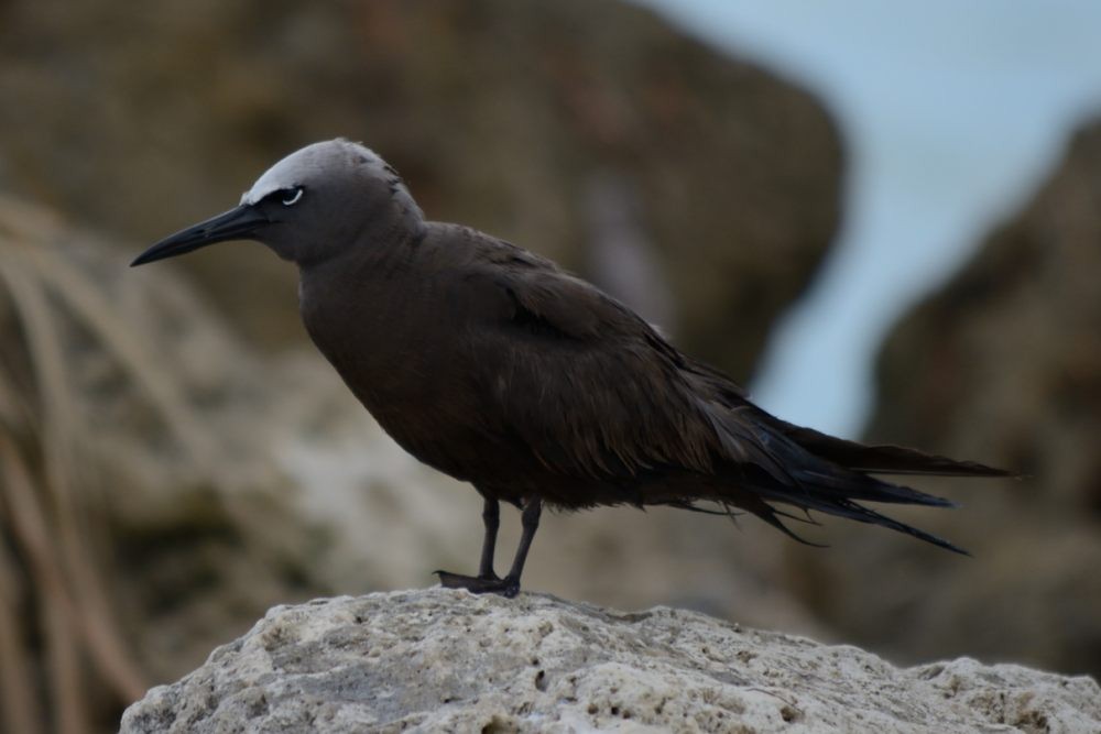 Brown Noddy - ML69547581