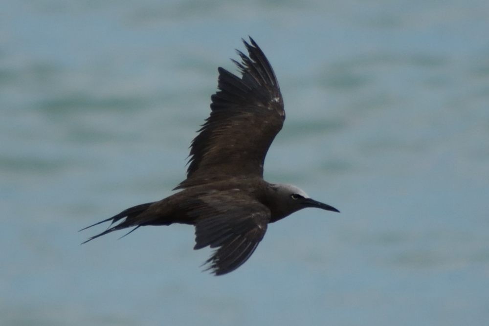 Brown Noddy - ML69547631