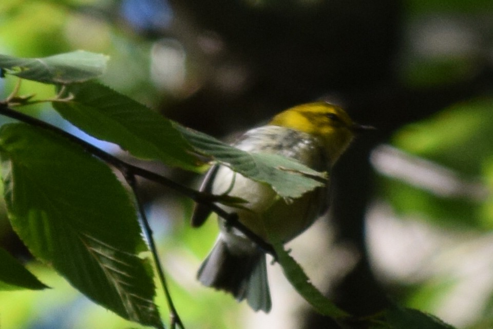 Black-throated Green Warbler - ML69547971