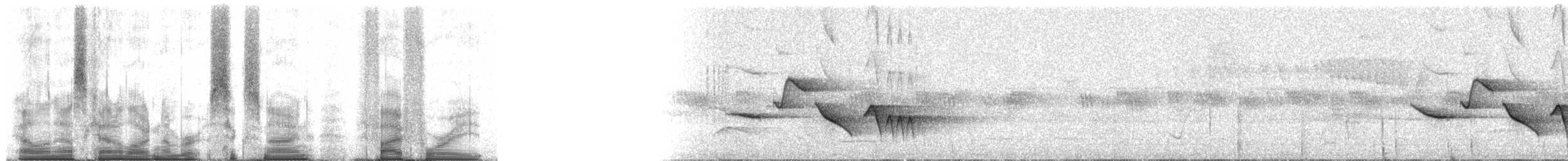 Troglodyte de Sclater (paucimaculatus) - ML69548