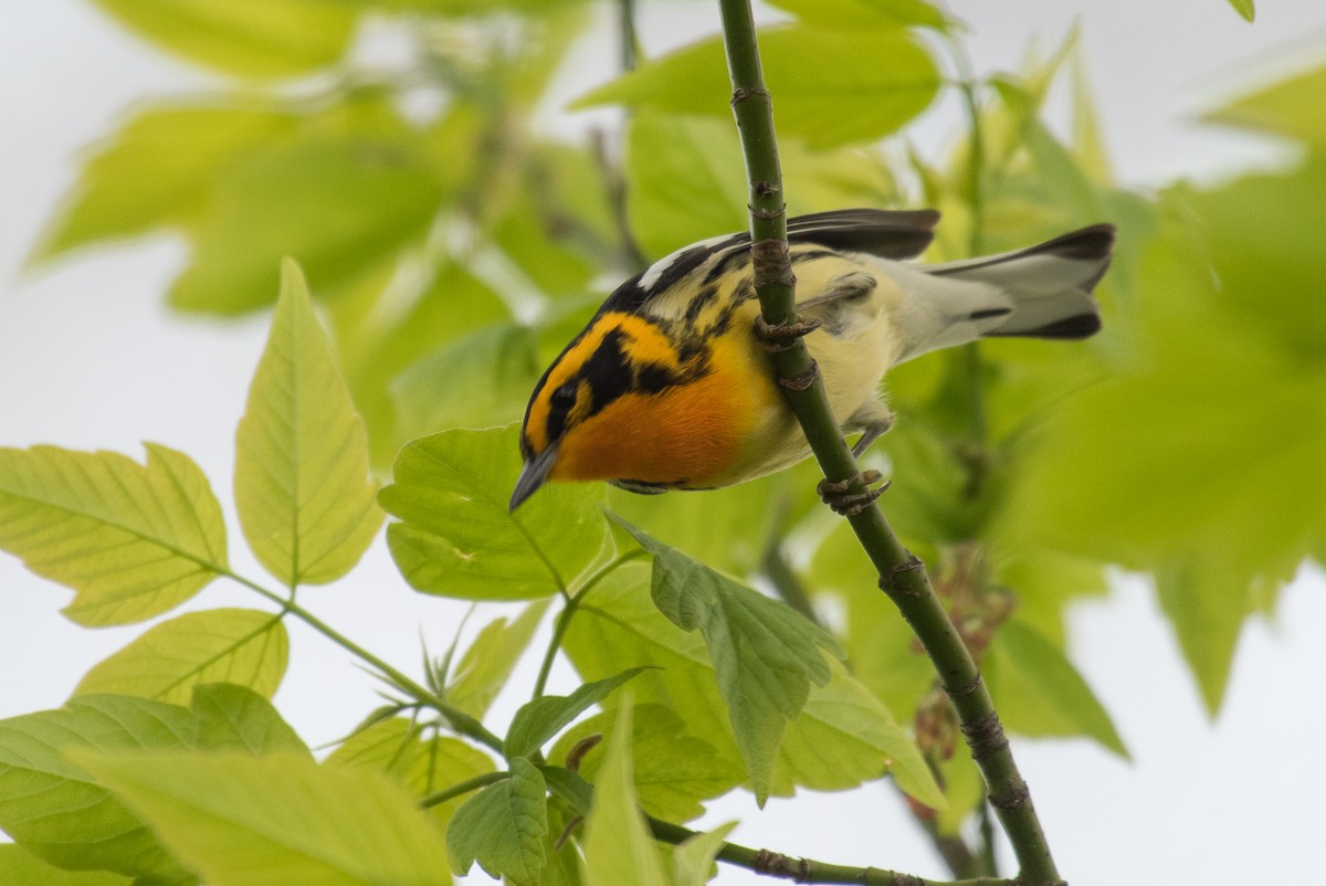 Blackburnian Warbler - ML69548541