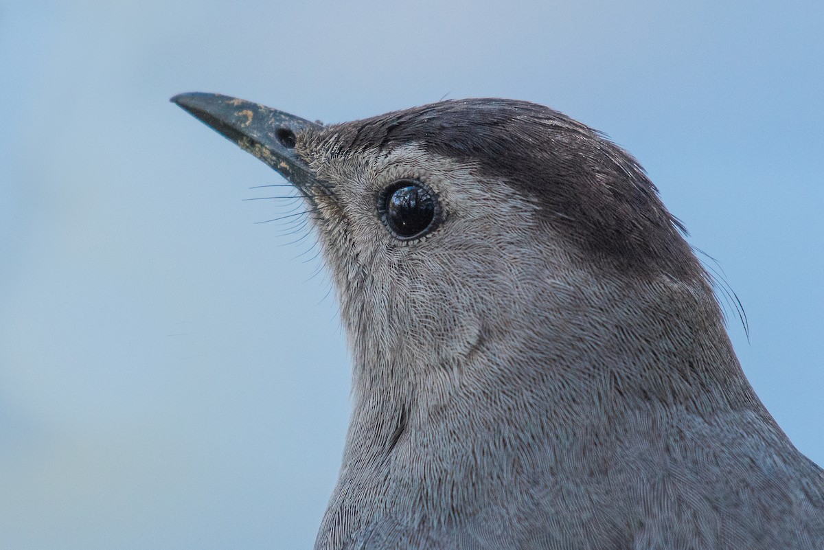 Gray Catbird - ML69548661