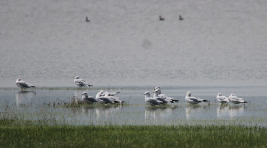 Ring-billed Gull - ML69549211