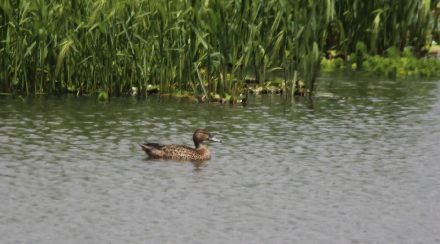 Blue-winged Teal - Paul Lewis