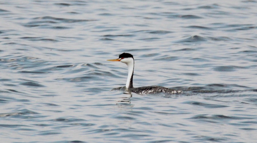 Clark's Grebe - ML69549241