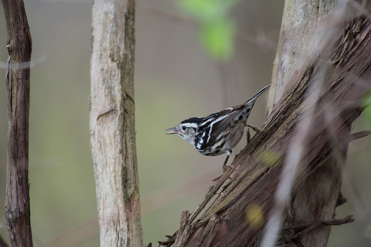 Black-and-white Warbler - ML69549691