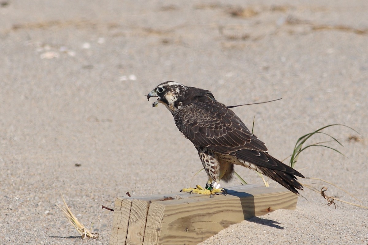 Peregrine Falcon (North American) - ML69550301