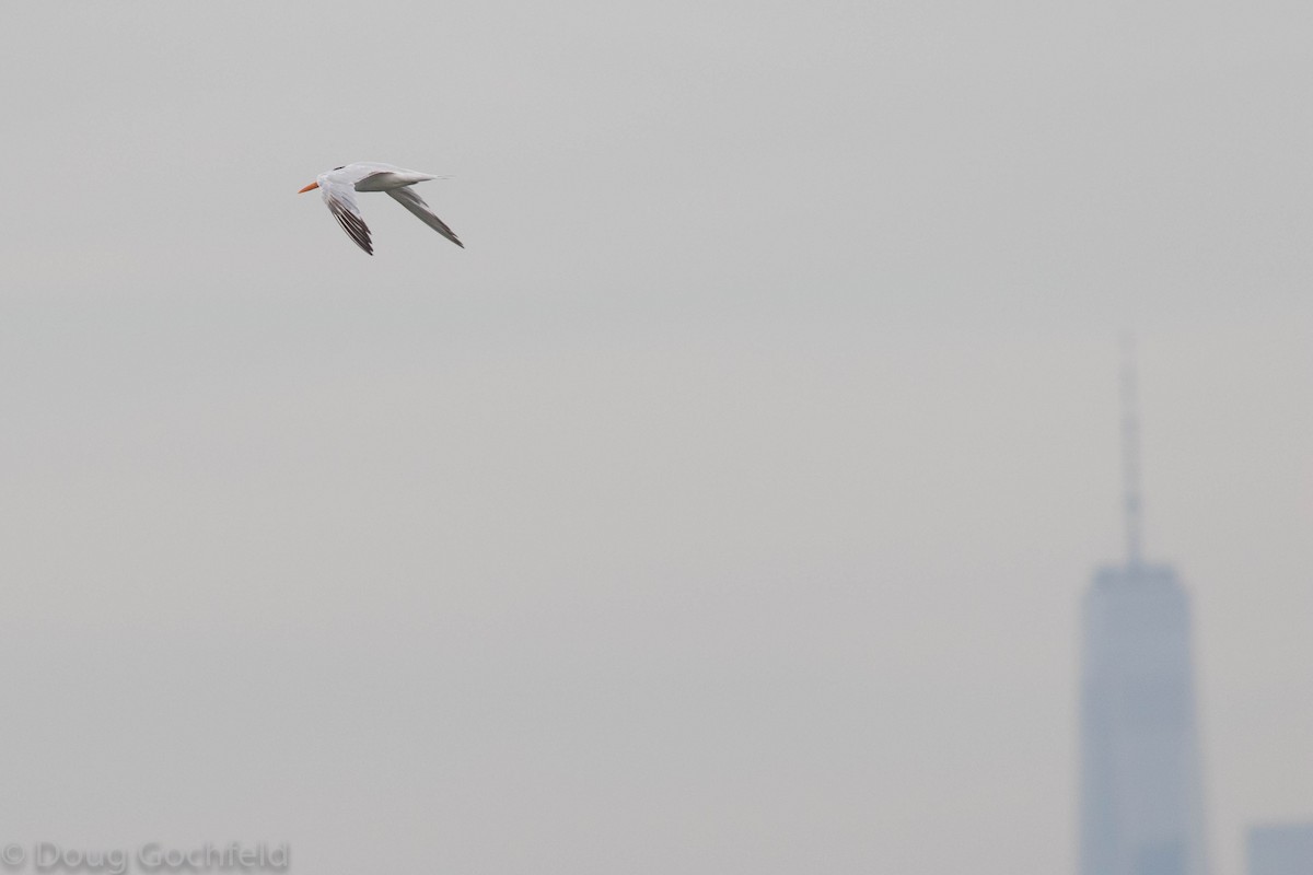Royal Tern - ML69551211