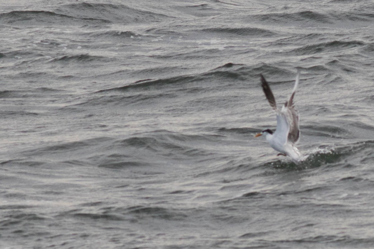 Royal Tern - ML69551221