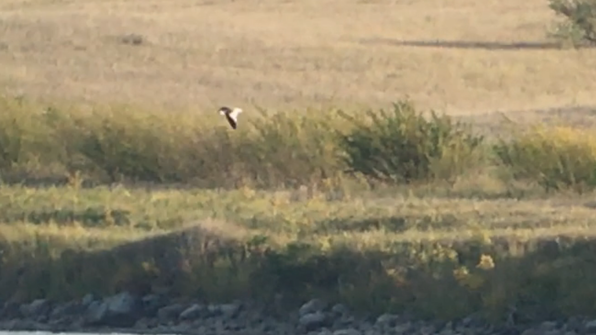 Sabine's Gull - ML69551631