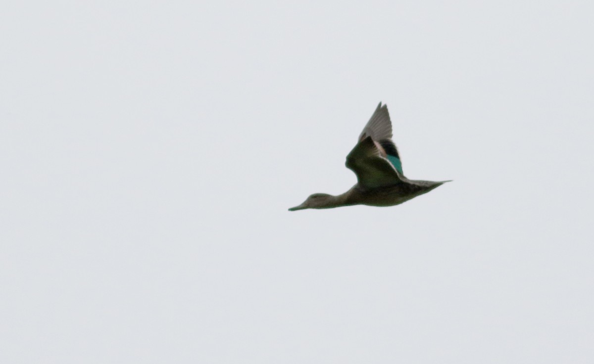 Green-winged Teal (American) - ML69552211