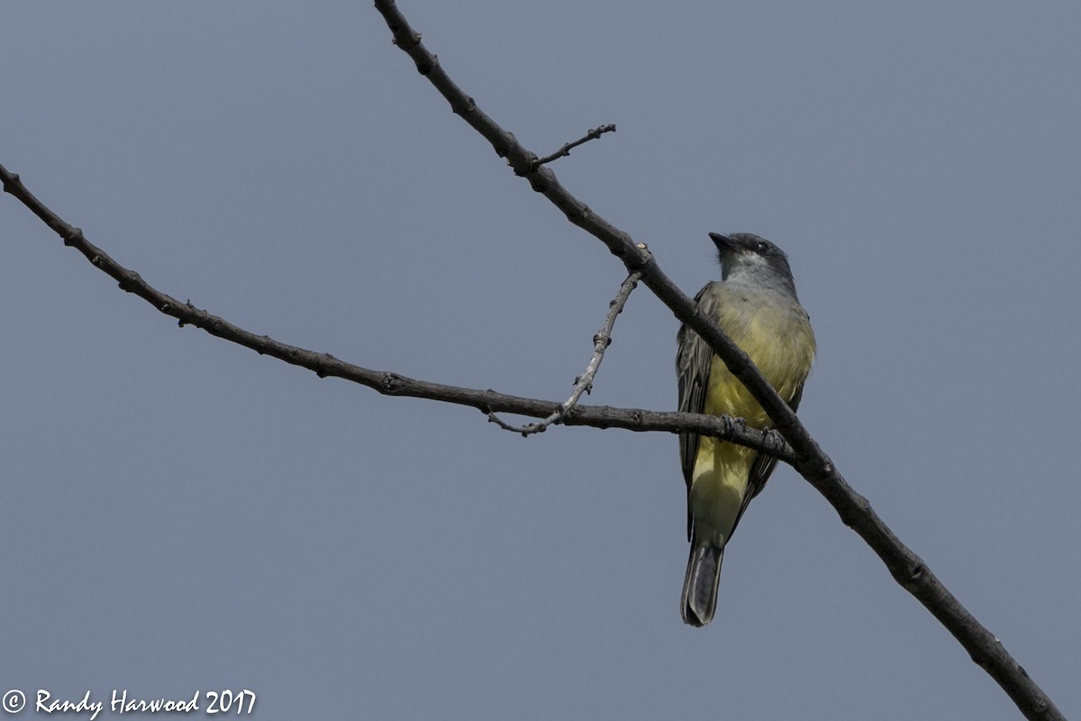 Cassin's Kingbird - Randy Harwood