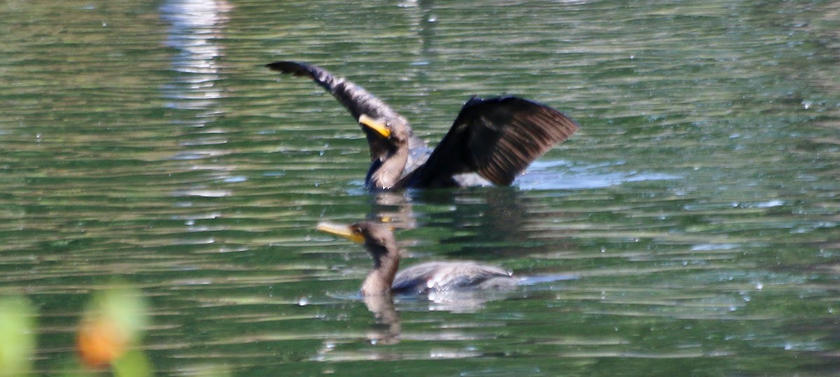 Double-crested Cormorant - ML69554431