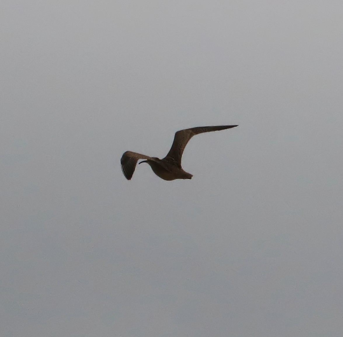 Whimbrel - ML69555751