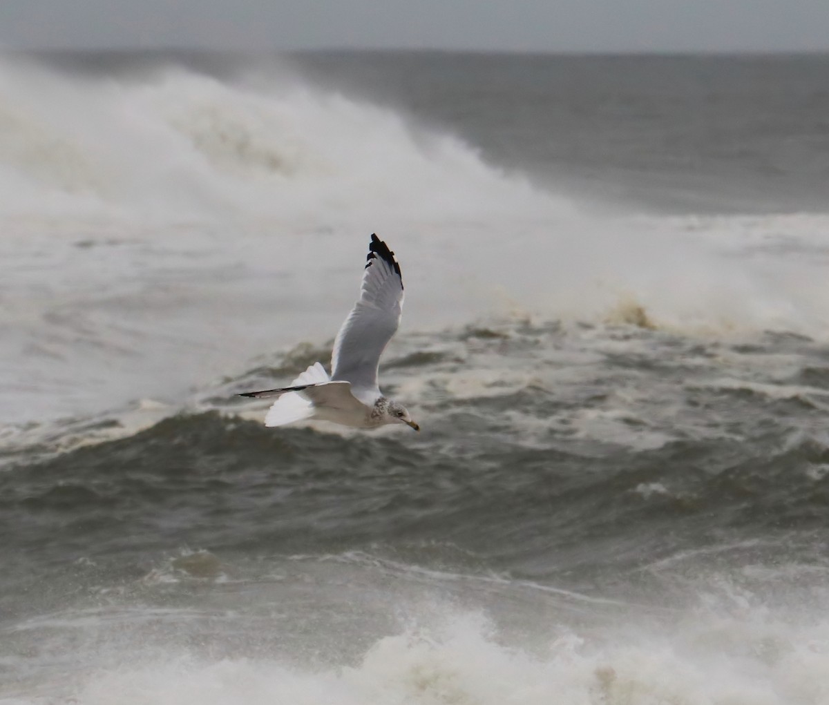 Ring-billed Gull - ML69555951