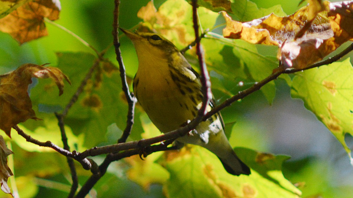 Blackburnian Warbler - ML69556261