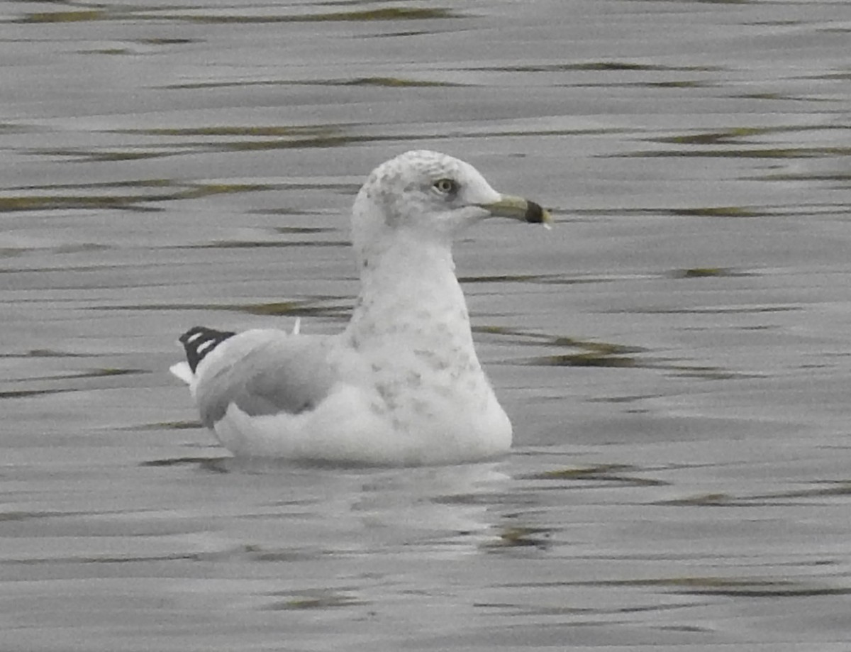 Ring-billed Gull - Shane Sater