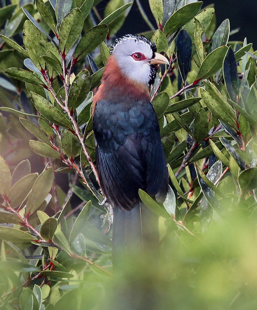 Scale-feathered Malkoha - Pam Rasmussen